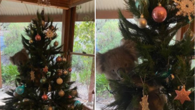 Koala yang hinggap di pohon natal sebuah keluarga di Australia. (Foto: Amanda/1300Koalaz)