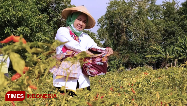 Cabup Lamongan, Kartika Hidayati saat memetik hasil pertanian di wilayah Kecamatan Modo, Sabtu (05/12/2020). (Foto: Moch. Nuril Huda/TIMES Indonesia)