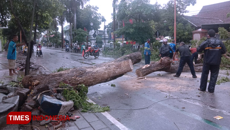 Pohon yang tumbang melintang di jalan. (Foto: Rizki Alfian/TIMES Indonesia)
