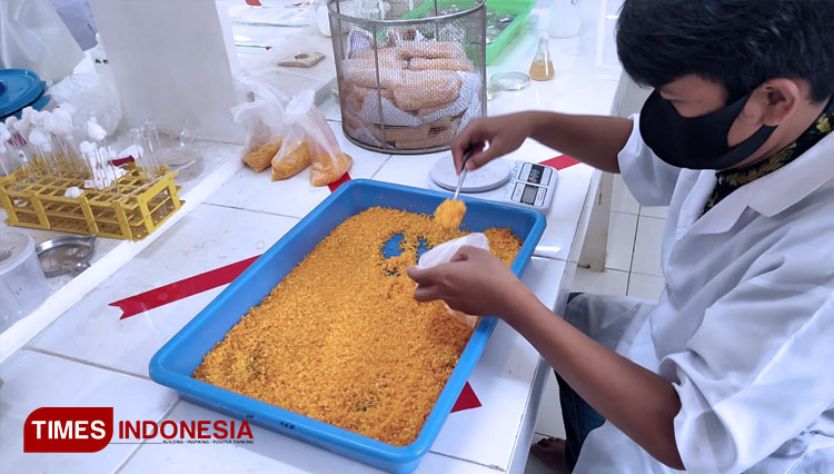 Mahasiswa Prodi Agroteknologi Unej melakukan pengemasan biopestisida jamur dalam bentuk serbuk. (FOTO: M. Iqbal/TIMES Indonesia)