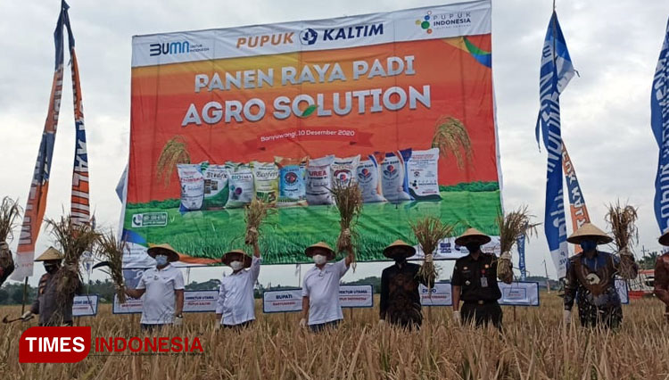 Pemkab Banyuwangi dan Pupuk Kaltim Panen Padi, Produksi Naik Jadi 8 Ton per Hektare