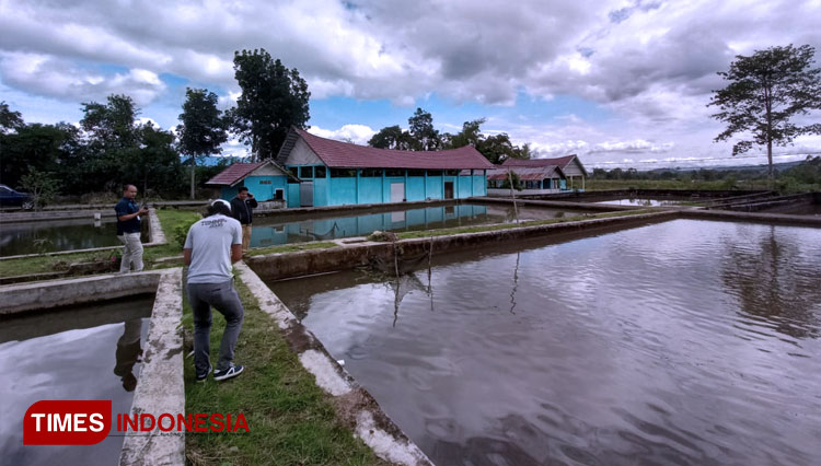Memperlihatkan-Benih-Larva-Ikan-Koi.jpg