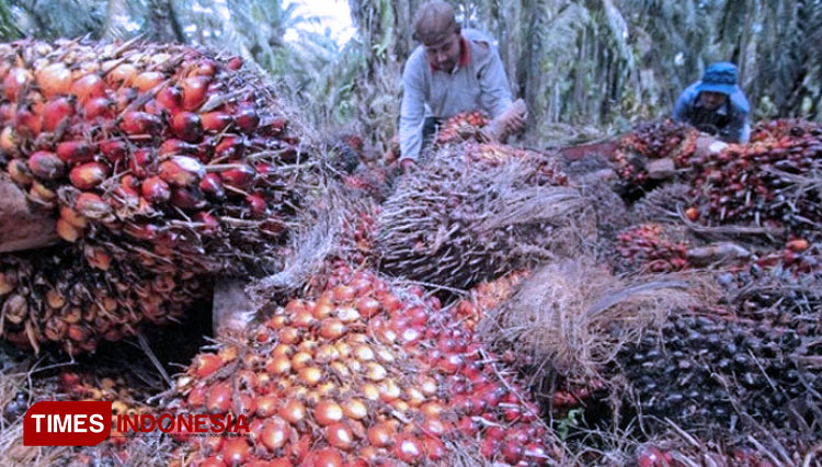 areal-perkebunan-kelapa-sawit-2.jpg