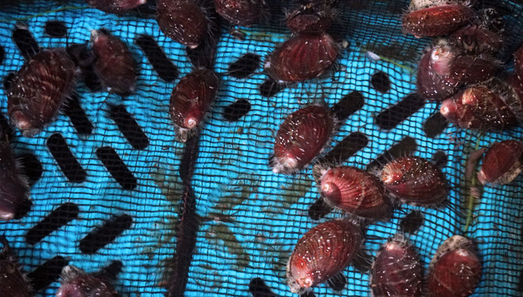 Kerang-Abalon-2.jpg