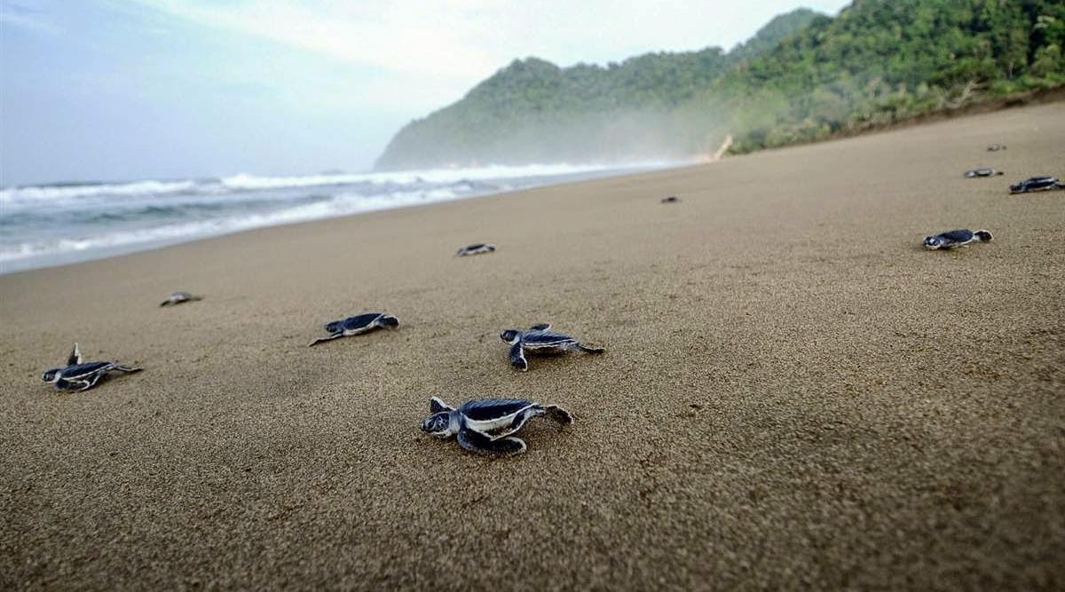 Pantai Ngagelan