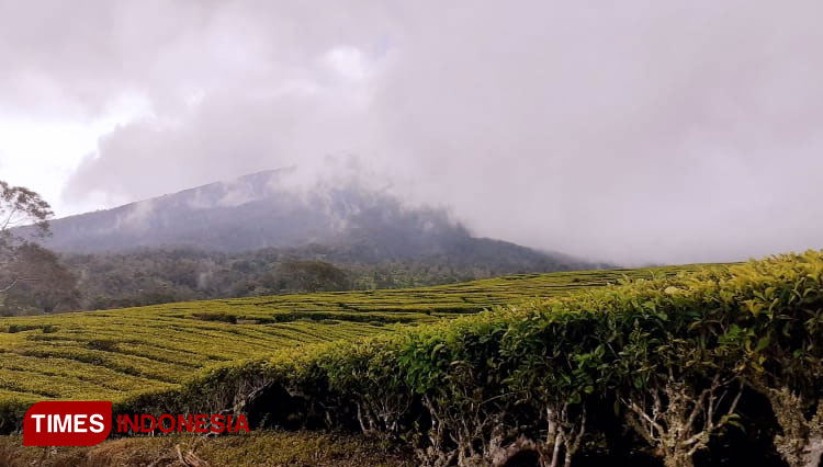 Gunung Dempo Kota Pagaralam (Foto: TIMES Indonesia/Novrico Saputra)