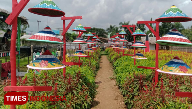 Taman-Bunga-Celosia-2.jpg