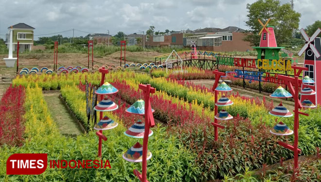 Taman-Bunga-Celosia-3.jpg