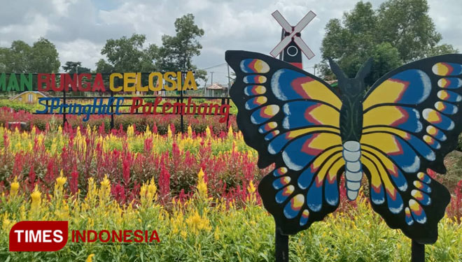 Penampakan Bunga Celosia saat TIMES Indonesia mengunjungi lokasi (Foto : Rochman/TIMES Indonesia)