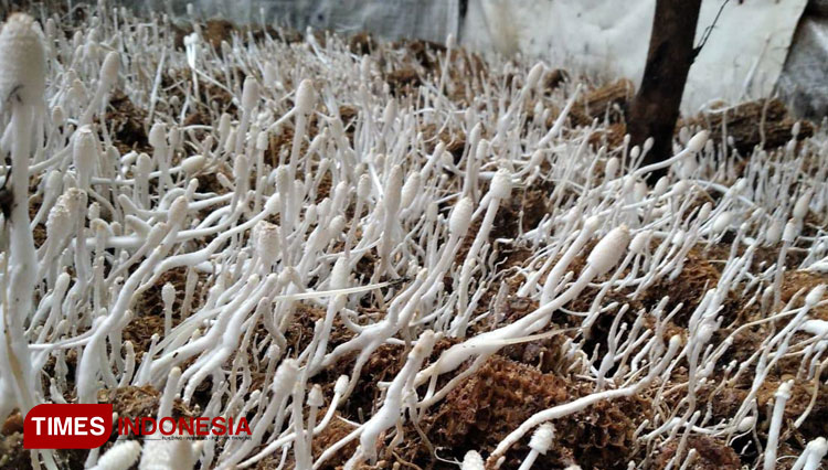 Laris Manis Kelompok Pemuda Di Banyuwangi Kembangkan Budidaya Jamur