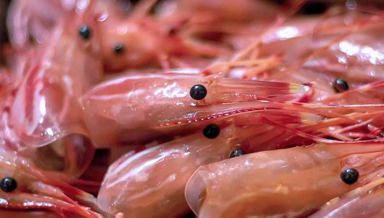 ILUSTRASI - Kepala Udang. (FOTO: Makan Abis)