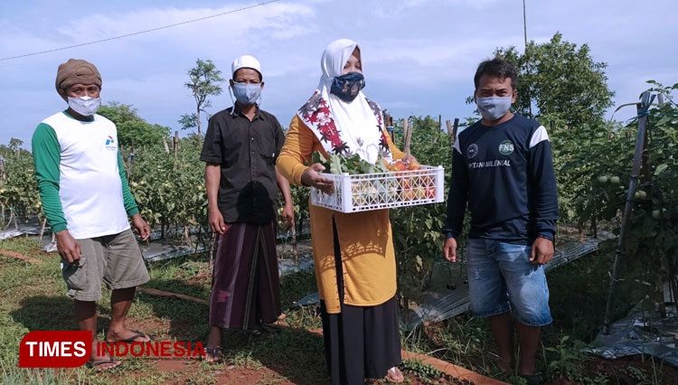 Panen tomat di lahan kering Desa Bandang Dajah, Kecamatan Tanjung Bumi, Kabupaten Bangkalan yang disulap PHE WMO menjadi lahan penghasil tanaman hortikultura. (FOTO: Doni Heriyanto/TIMES Indonesia)