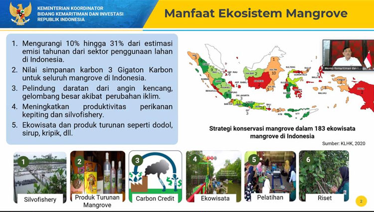 Mangrove b