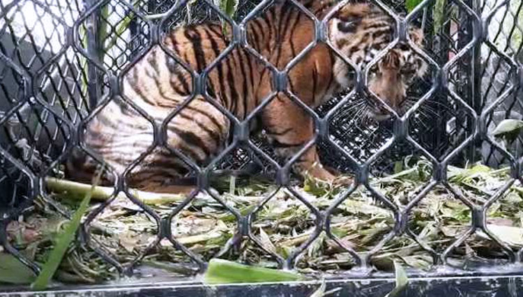 Seekor Harimau Sumatera betina terkena jerat di Gayo Lues (Foto: Ist/Dok.BKSDA Aceh)