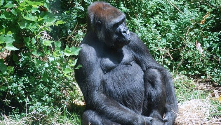 Gorila di Kebun Binatang Kalifornia terpapar Covid-19. (Foto: Creative Commons/Freepik)