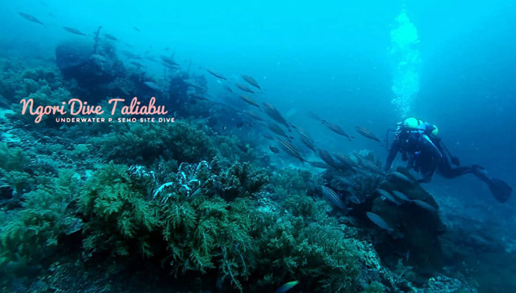 Wisata selam bawa Laut di Kabupaten Pulau Taliabu