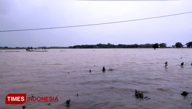 Sawah-terendam-banjir-terancam-gagal-panen-2.jpg