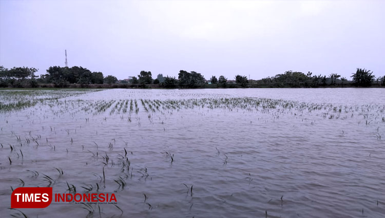 Sawah terendam banjir, terancam gagal panen (FOTO: Dede Sofiyah/TIMES Indonesia)