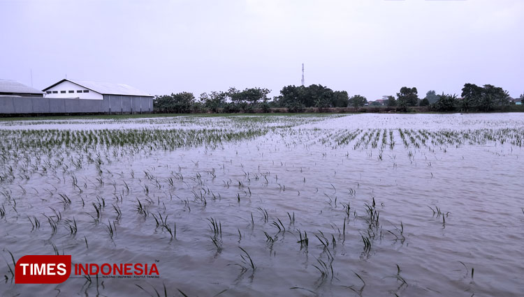 Lahan pertanian terendam banjir, dinas pertanian minta masyarakat ikut asuransi. (Foto: Dede Sofiyah/TIMES Indonesia)