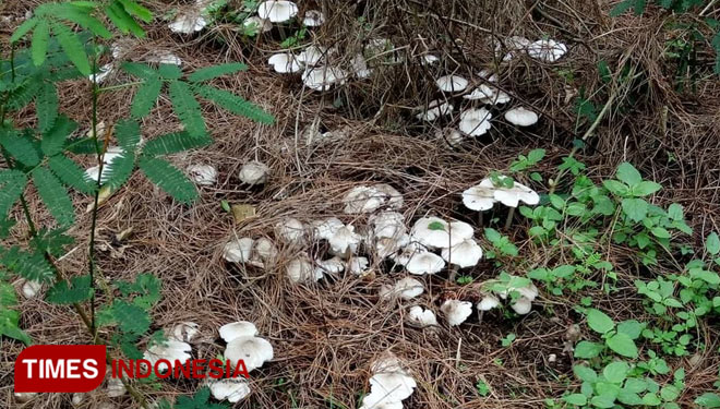 Musim penghujan, jamur trucuk liar tumbuh subur di wilayah hutan pinus Desa Jambewangi, Banyuwangi. (FOTO: Agung Sedana/ TIMES Indonesia)