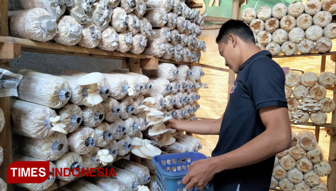 Pemuda asal Sindangjawa Kecamatan Dukupuntang Kabupaten Cirebon, budidaya jamur tiram (Foto:Dede Sofiyah/Times Indonesia)
