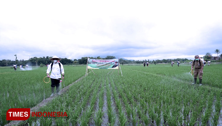Tanaman padi petani di Banyuwangi. (FOTO: Rizki Alfian/ TIMES Indonesia)