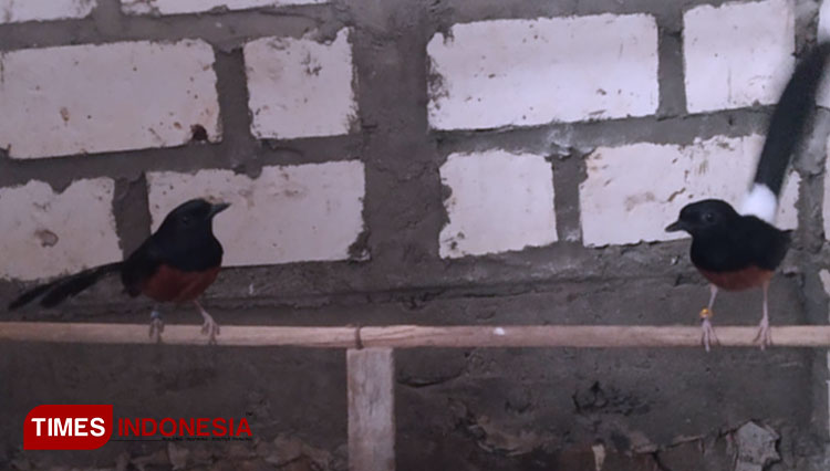 Peksi Aji Sukses Ternak Burung Murai Batu di Kabupaten Tuban