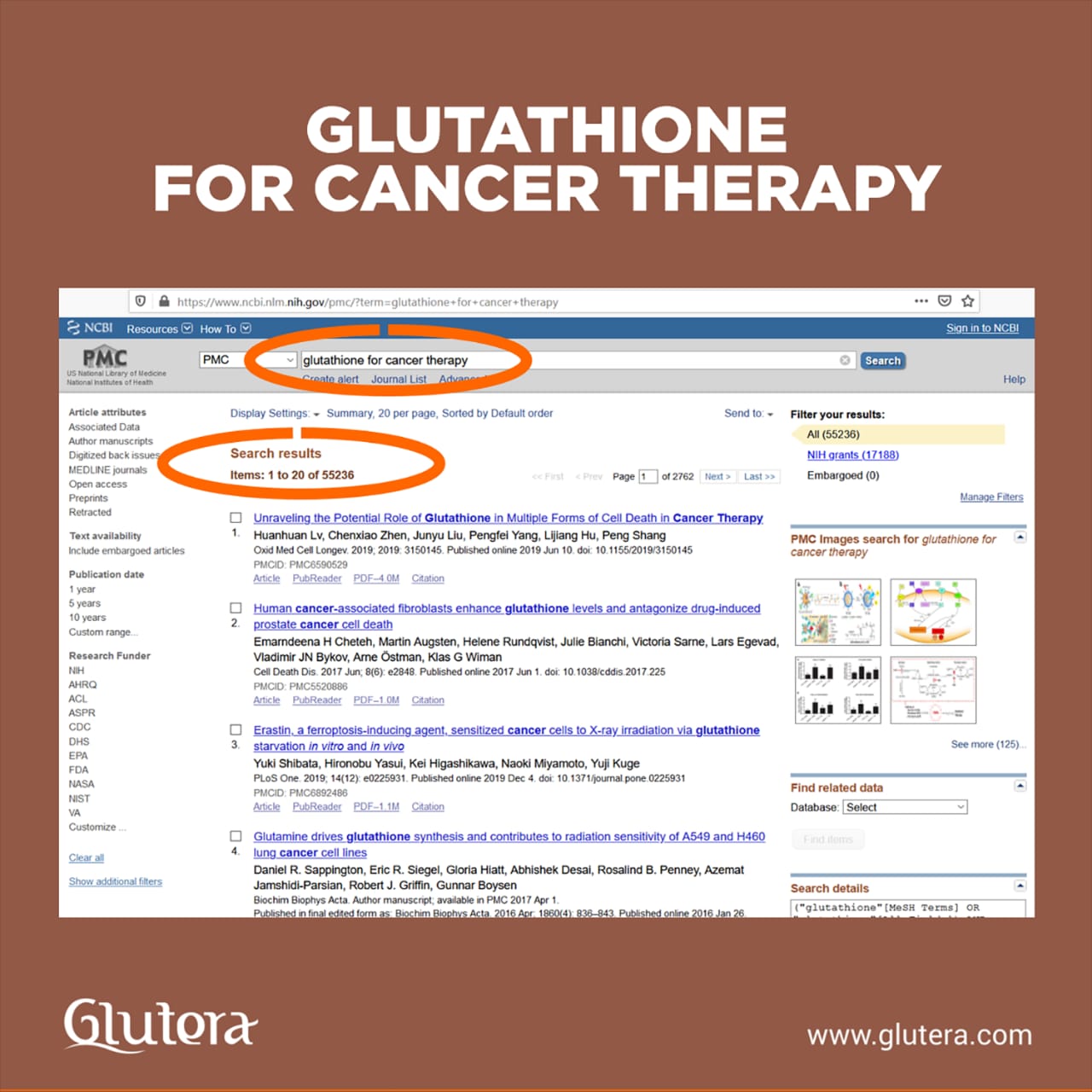 Gluteranews 2