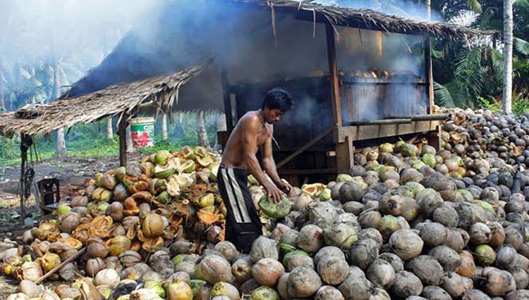 Pemprov Maluku Utara Siap Mewujudkan Industri Minyak Kelapa