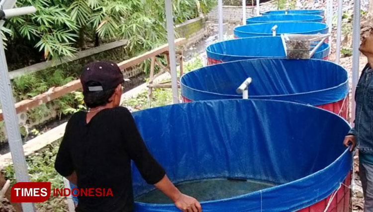 Kelompok usaha bersama budidaya ikan lele b