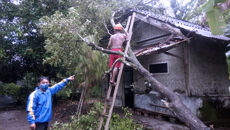 Tagana evakuasi pohon tumbang di Kecamatan Pamarican (FOTO: Tagana Ciamis)