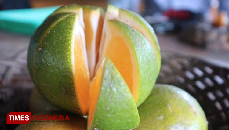 Have an Amazing Taste of Orange at Gerga Langur Agrotourism