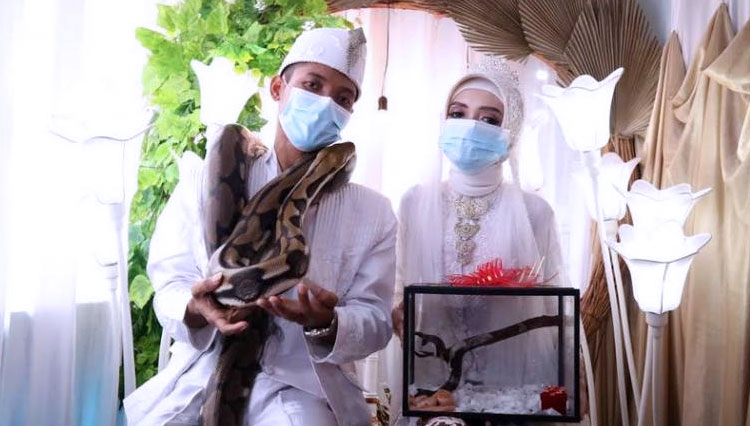 Pria Asal Sukaraja, Bogor ini Beri Maskawin untuk Istrinya Dua Ekor Ular Piton