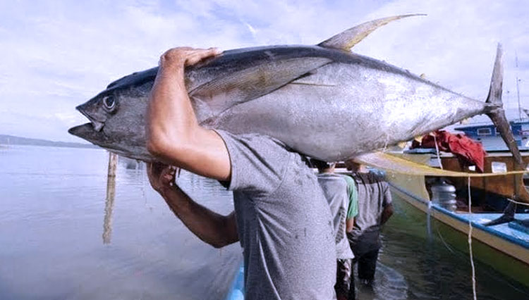Tuna Kuning. (FOTO: Berita Manado)