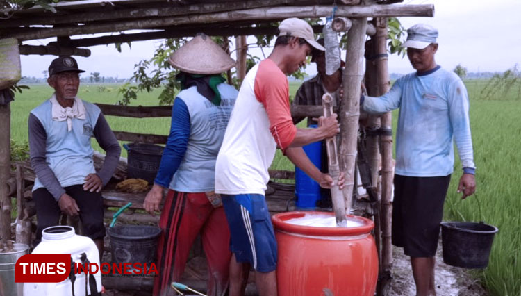 Gerakan Pengendalian  Wereng Batang Cokelat dengan Metode  