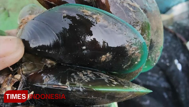Kerang.jpg