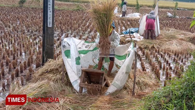 Suasana panen padi b
