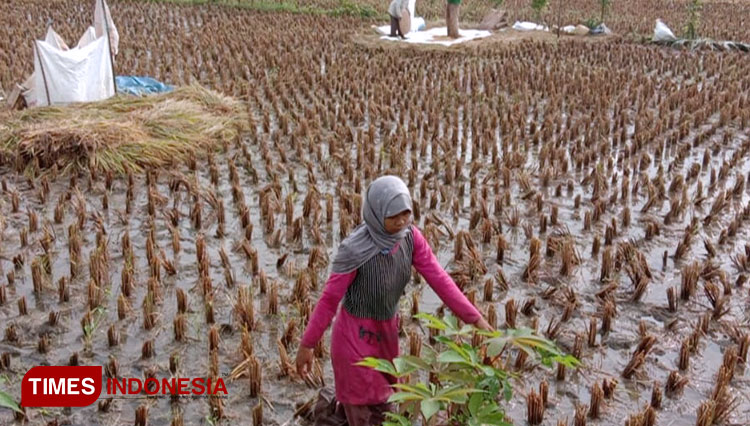 Suasana panen padi c