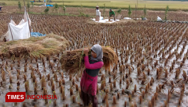 Suasana panen padi di Pangandaran terancam terkikis alat pertanian modern. (Foto: Syamsul Ma'arif/TIMES Indonesia)