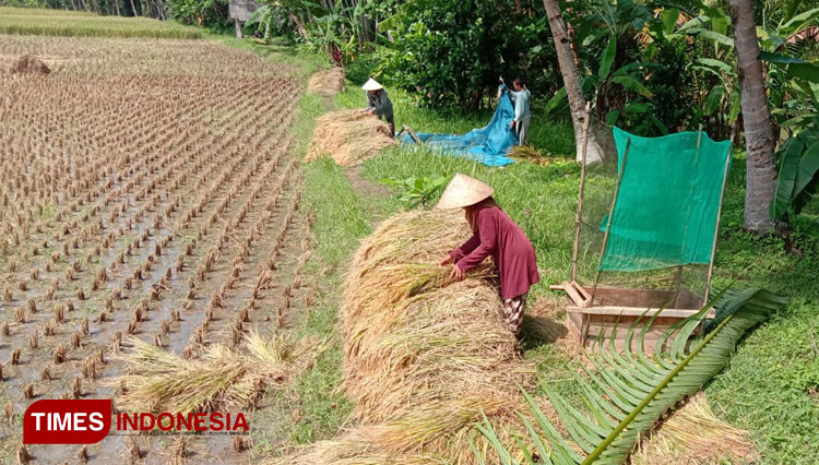 Produksi padi diperkirakan naik pada periode Januari-April 2022. (Foto: dok. TIMES Indonesia)
