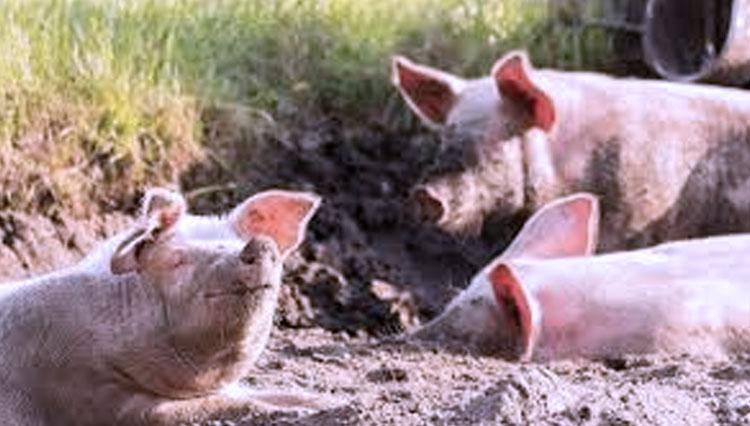 Sejumlah ternak babi terkena penyakit ASF (Foto:Tribunnews Kupang)