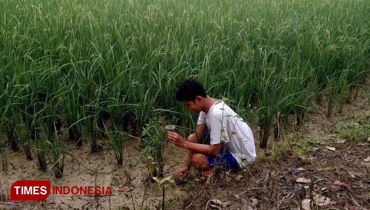 Petani menguji kelembaban tanah dengan sensor kelembaban tanah karya mahasiswa Undip, Afif Khoirul Huda di Grobogan, Jumat (5/2/2021). (Foto : Dok Undip)