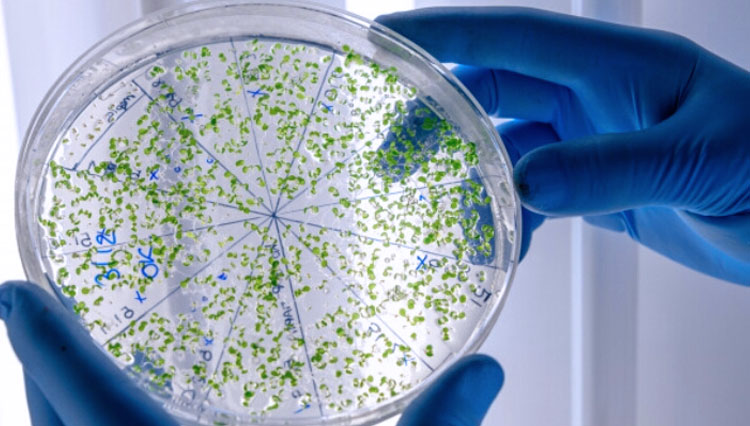 Ilustrasi - Microbiome yang penting untuk meningkatkan imun tubuh di tengah pandemi Covid-19. (Foto: Creative Commons via Freepik)