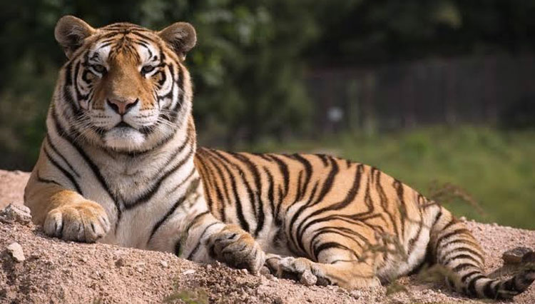 Satu Harimau Sinka Zoo Masih Berkeliaran, Warga Dihimbau Waspada