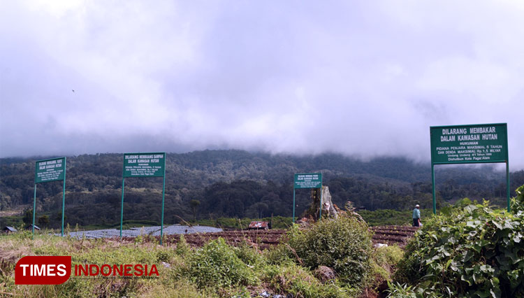 Dataran Tinggi Kibuk merupakan salah satu kawasan hutan lindung di Pagaralam. (FOTO: Asnadi/ TIMES Indonesia)
