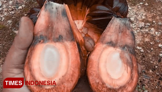 Buah Dahon di Kabupaten Pangandaran (Foto : Syamsul Ma'arif/TIMES Indonesia)