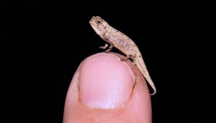 Nano chameleon dengan panjang badan 13,5 mm. (FOTO: ENDAGEREX)