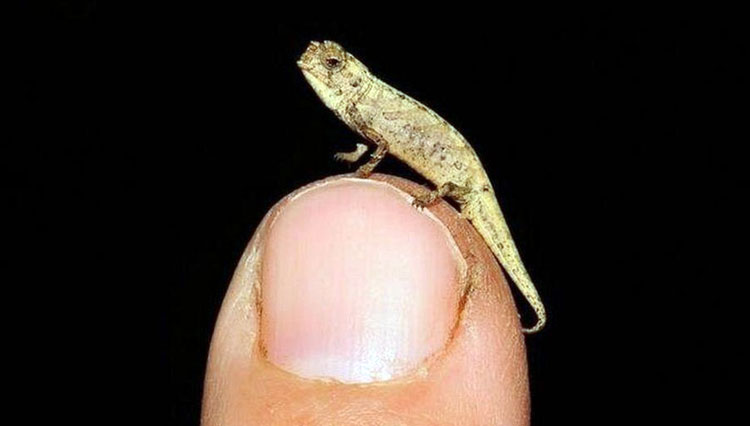Meet the Smallest Reptile in the World, Nano Chameleon
