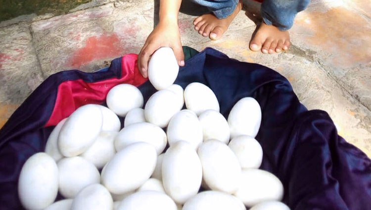 Puluhan telur yang ditemukan warga di bantaran Bengawan Solo Lamongan, Kamis (11/2/2021). (FOTO: Fatonil Azis for TIMES Indonesia)