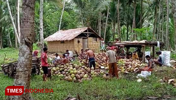 Warga Desa BBK Morotai Jaya, Pulau Morotai bergotong royong (Babari) mengelola buah kelapa menjadi kopra untuk sebuah hajat keluarga. (Foto: Desdarius For TIMES Indonesia).
